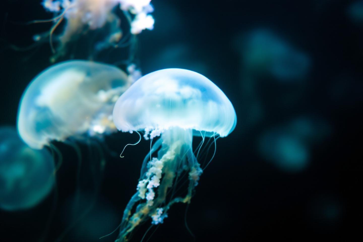 Rêver de méduse : significations et interprétations du rêve